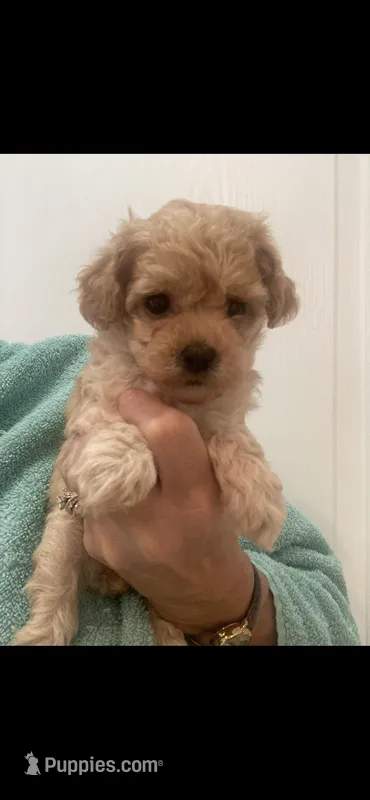 ApricotBoy – Poodle - Toy  puppy for sale in Tampa, FL