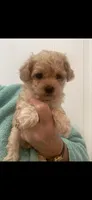 ApricotBoy, a male Poodle - Toy  for sale in Tampa, FL – 1 of 2