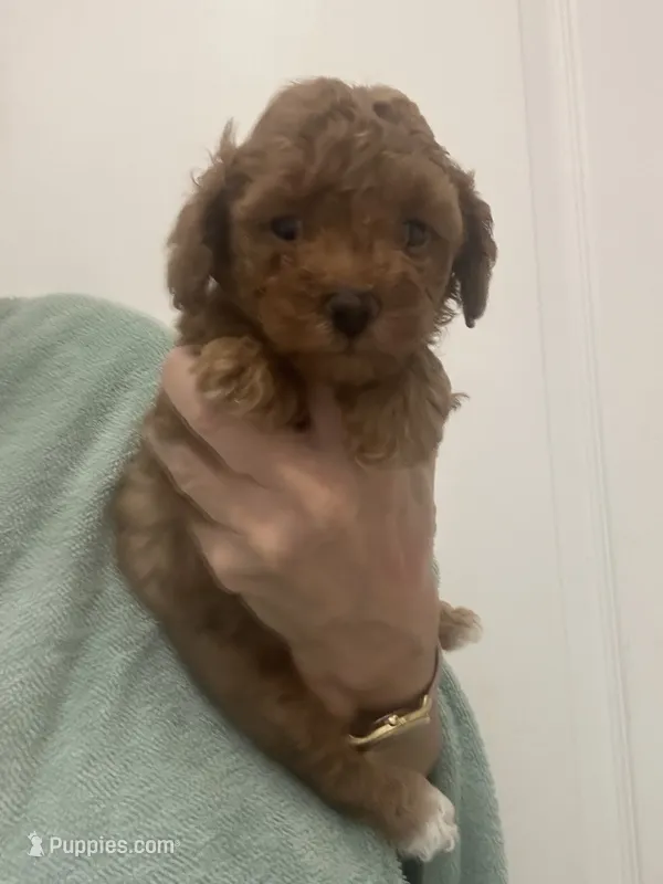 ApricotBoy – Poodle - Toy  puppy for sale in Tampa, FL