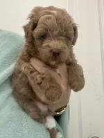 DarkestApricotBoy, a male Poodle - Toy  for sale in Tampa, FL – 6 of 6
