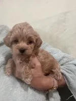 MediumApricotGirl, a female Poodle - Toy  for sale in Tampa, FL – 4 of 6