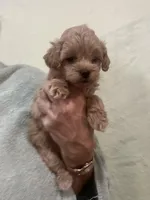 MediumApricotGirl, a female Poodle - Toy  for sale in Tampa, FL – 2 of 6