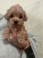 MediumApricotGirl, a female Poodle - Toy  for sale in Tampa, FL – 5 of 6