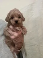MediumApricotGirl, a female Poodle - Toy  for sale in Tampa, FL – 6 of 6