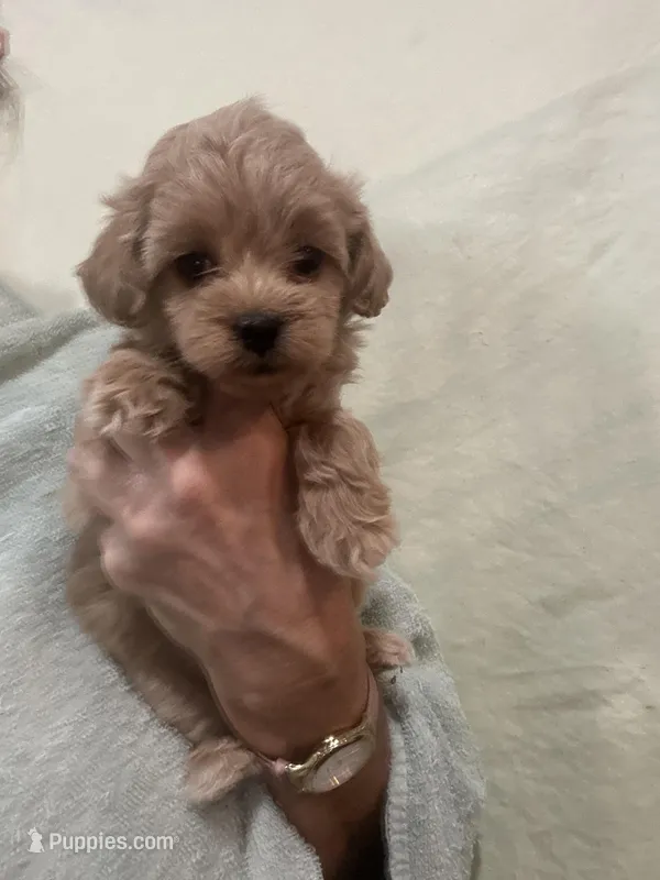 MediumApricotGirl, a female Poodle - Toy  for sale in Tampa, FL – 1 of 6