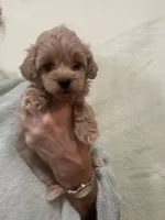 MediumApricotGirl, a female Poodle - Toy  for sale in Tampa, FL – 1 of 6