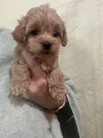 MediumApricotGirl, a female Poodle - Toy  for sale in Tampa, FL – 3 of 6