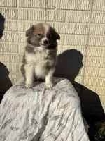 Standard tri boy pom, a male Pomeranian for sale in Rome City, IN – 8 of 10