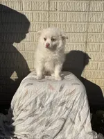 Standard white female, a female Pomeranian for sale in Rome City, IN – 6 of 10