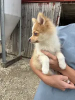 Spunky active male blue eyes, a male Pomeranian for sale in Rome City, IN – 2 of 9