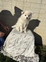 Standard White male pom, a male Pomeranian for sale in Rome City, IN – 2 of 10