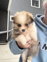 Tri-colored teacup female, a female Pomeranian for sale in Rome City, IN – 4 of 8