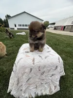 Dark red , a male Pomeranian for sale in Rome City, IN – 2 of 5