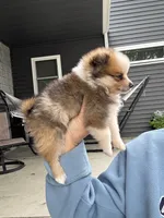 Tri-colored teacup female, a female Pomeranian for sale in Rome City, IN – 2 of 8