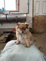Timid female, a female Pomeranian for sale in Rome City, IN – Photo 3 of 6