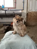 Timid female, a female Pomeranian for sale in Rome City, IN – Photo 5 of 6