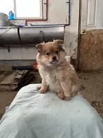 Timid female, a female Pomeranian for sale in Rome City, IN – Photo 4 of 6