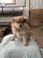 Timid female, a female Pomeranian for sale in Rome City, IN – Photo 1 of 6