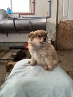 Timid female, a female Pomeranian for sale in Rome City, IN – Photo 6 of 6