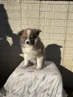 Standard tri boy pom, a male Pomeranian for sale in Rome City, IN – 3 of 10