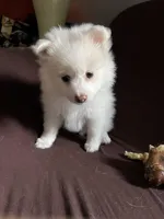 White female #2, a female Pomeranian for sale in Rome City, IN – Photo 5 of 7