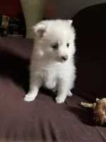White female #2, a female Pomeranian for sale in Rome City, IN – Photo 2 of 7