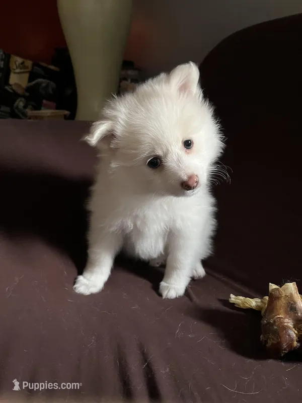 White female #2, a female Pomeranian for sale in Rome City, IN – Photo 1 of 7