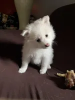 White female #2, a female Pomeranian for sale in Rome City, IN – Photo 1 of 7