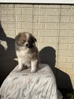 Standard tri boy pom, a male Pomeranian for sale in Rome City, IN – 7 of 10