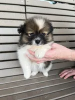 B&W with brown, a female Pomeranian for sale in Rome City, IN – Photo 2 of 10