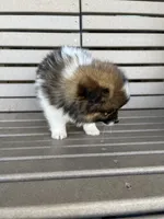 B&W with brown, a female Pomeranian for sale in Rome City, IN – Photo 3 of 10