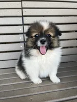 B&W with brown, a female Pomeranian for sale in Rome City, IN – Photo 4 of 10