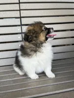 B&W with brown, a female Pomeranian for sale in Rome City, IN – Photo 6 of 10