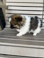B&W with brown, a female Pomeranian for sale in Rome City, IN – Photo 9 of 10
