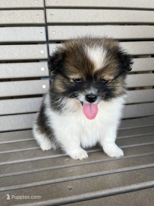 B&W with brown, a female Pomeranian for sale in Rome City, IN – Photo 1 of 10