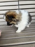 B&W with brown, a female Pomeranian for sale in Rome City, IN – Photo 8 of 10
