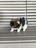 B&W with brown, a female Pomeranian for sale in Rome City, IN – Photo 10 of 10