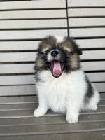 B&W with brown, a female Pomeranian for sale in Rome City, IN – Photo 5 of 10