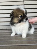 B&W with brown, a female Pomeranian for sale in Rome City, IN – Photo 7 of 10