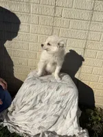 Standard White male pom, a male Pomeranian for sale in Rome City, IN – 10 of 10