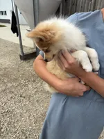 Spunky active male blue eyes, a male Pomeranian for sale in Rome City, IN – 6 of 9