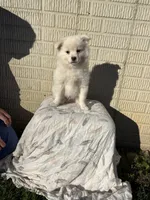 Standard White male pom, a male Pomeranian for sale in Rome City, IN – 4 of 10