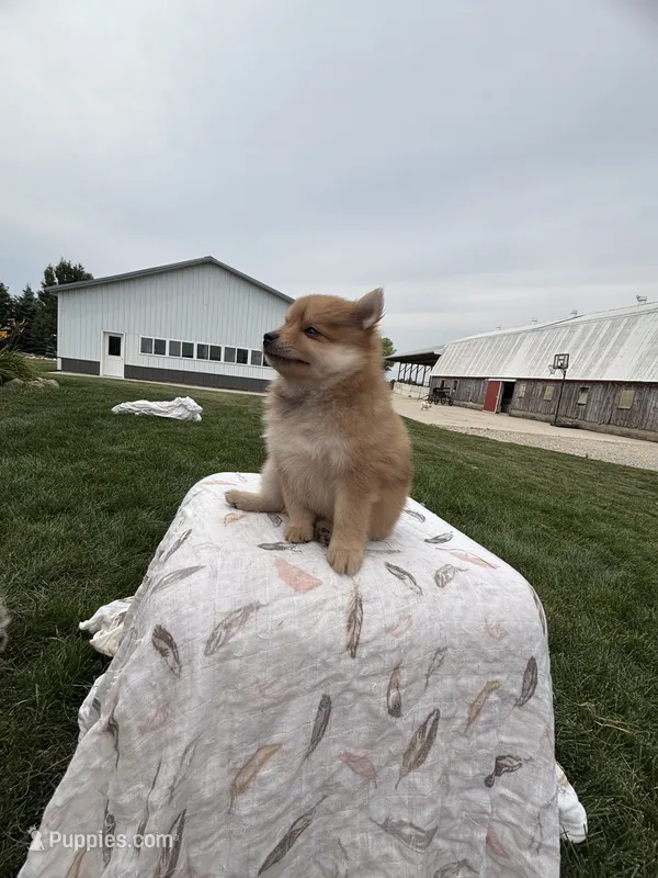 Red girl – Pomeranian puppy for sale in Rome City, IN