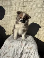 Standard tri boy pom, a male Pomeranian for sale in Rome City, IN – 6 of 10