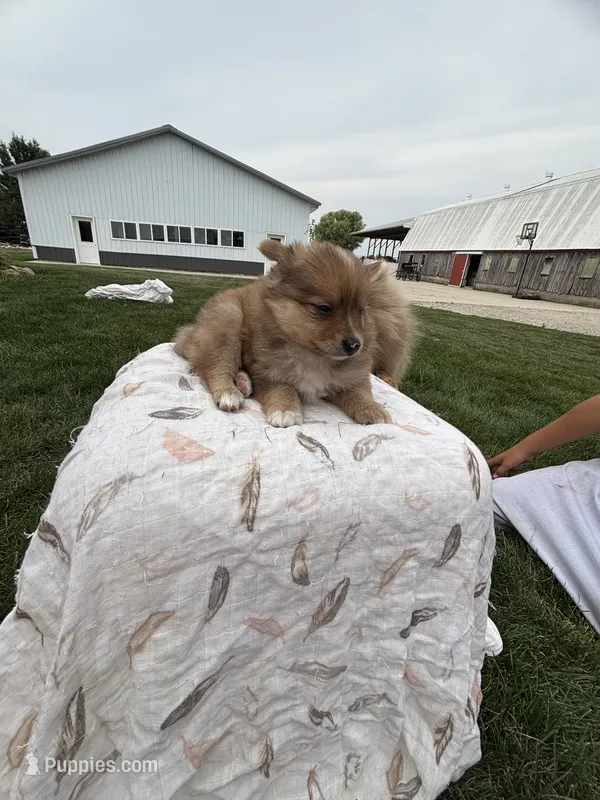 Shy boy – Pomeranian puppy for sale in Rome City, IN
