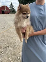 Tan female, a female Pomeranian for sale in Rome City, IN – 4 of 6