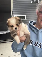 Tri-colored teacup female, a female Pomeranian for sale in Rome City, IN – 7 of 8