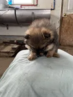 Dark male, a male Pomeranian for sale in Rome City, IN – Photo 1 of 7