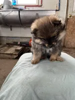 Dark male, a male Pomeranian for sale in Rome City, IN – Photo 5 of 7