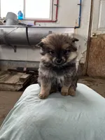 Dark male, a male Pomeranian for sale in Rome City, IN – Photo 4 of 7